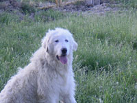 mastino abruzzese femmina